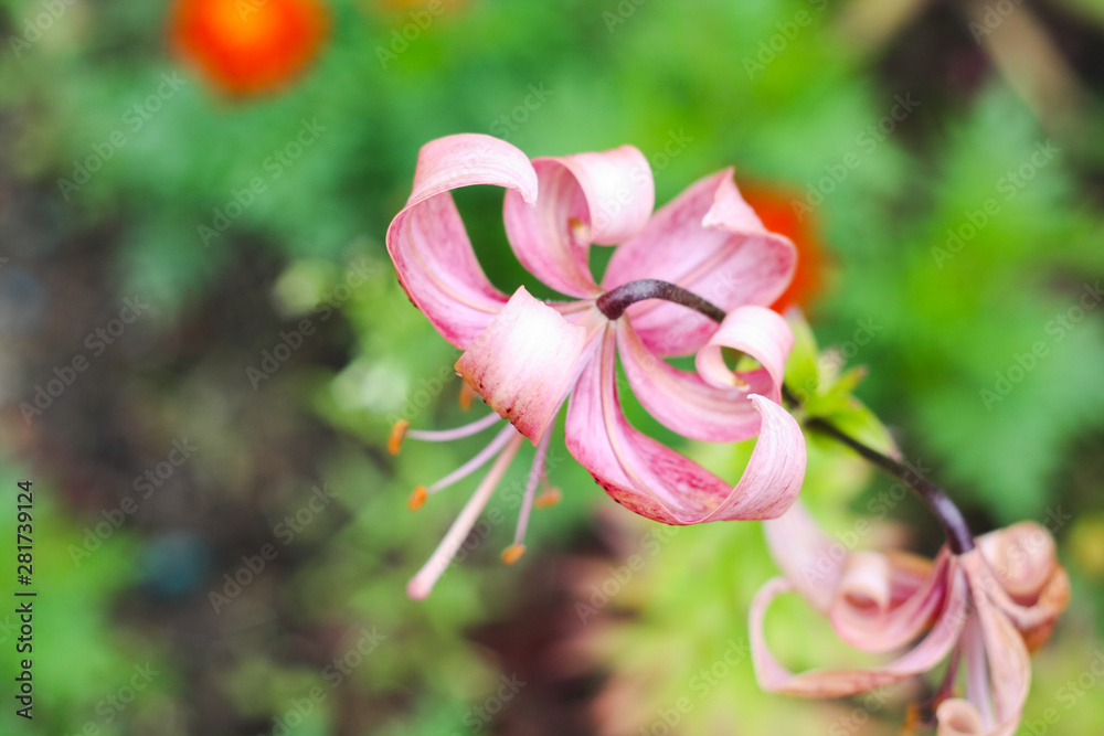 Fototapeta premium Bent pink lily on a background of blurred green