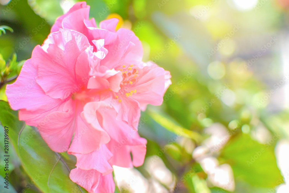 Blossoming flower in a garden.