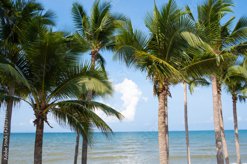 Palm trees on sky and sea background. 