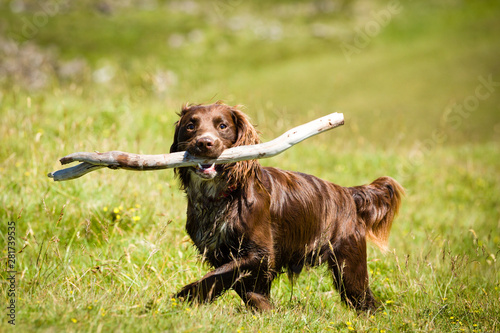 Konstfotografi Hund