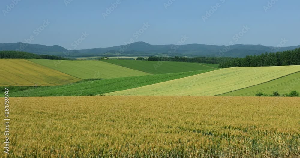 Wheat and bean fields seen in summer, Biei, Hokkaido Wheat and bean fields seen in summer, Biei, Hokkaido