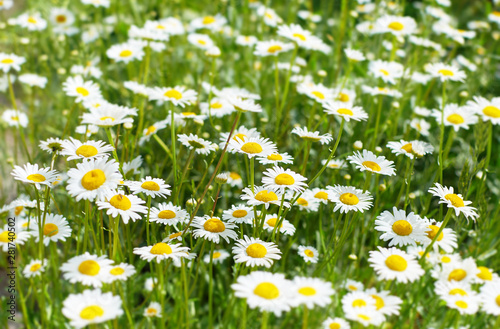 Numerous chamomile in greenery