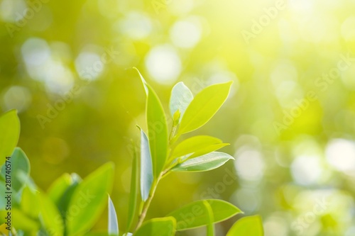 Nature leaf green in the garden.Concept organic leaves green and clean ecology in summer sunlight plants landscape. bokeh blurred bright green use texture wallpaper natural background.selective focus