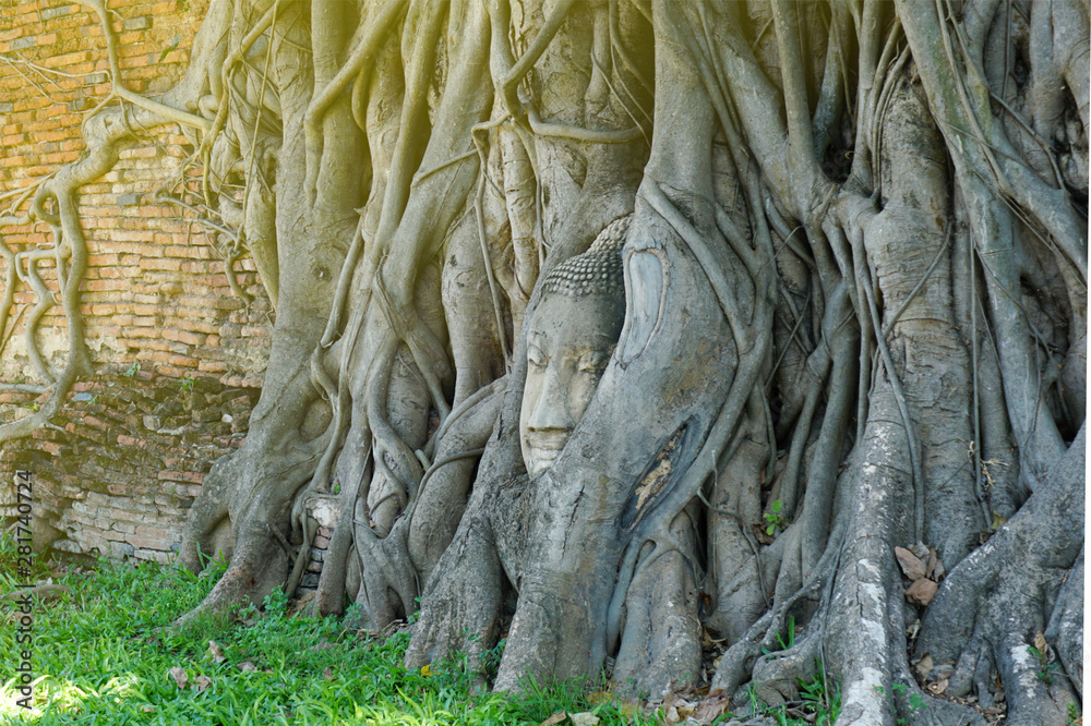Head of buddha statue in tree root, Wat Maha That temple, Thailand Head of buddha statue in tree root, Wat Maha That temple, Thailand