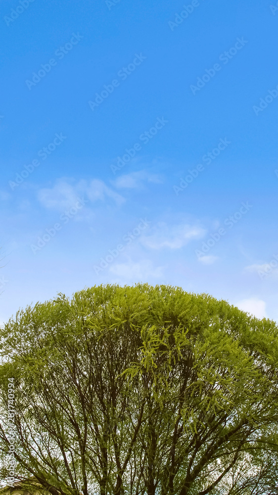 Vertical frame Towering tree with lush green leaves against blue sky and bright clouds Vertical frame Towering tree with lush green leaves against blue sky and bright clouds
