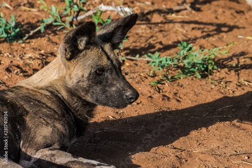 Afrikanischer Wildhund (African Wild Dog) in Namibia photo