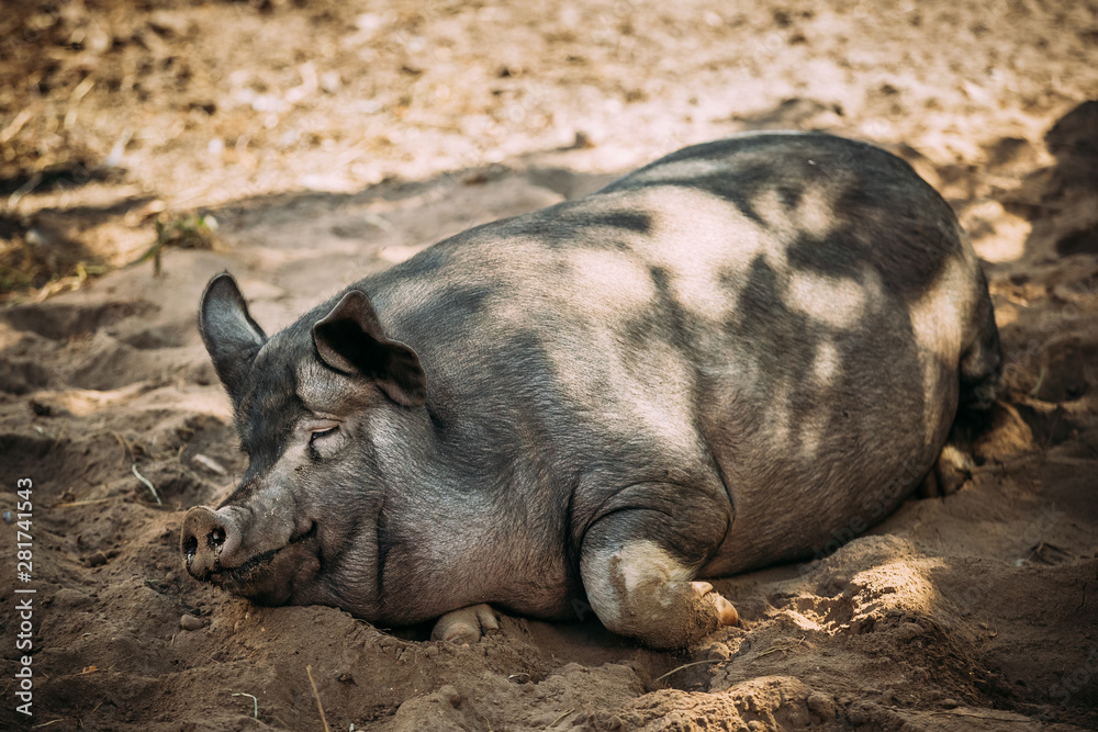 Household Pig Enjoys Relaxing In Dirt. Large Black Pig Resting In Sand. Domestic Pig Household Pig Enjoys Relaxing In Dirt. Large Black Pig Resting In Sand. Domestic Pig