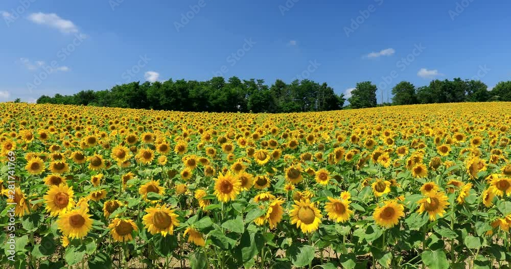 View of sunflower field, Hokuryu, Hokkaido, Japan View of sunflower field, Hokuryu, Hokkaido, Japan