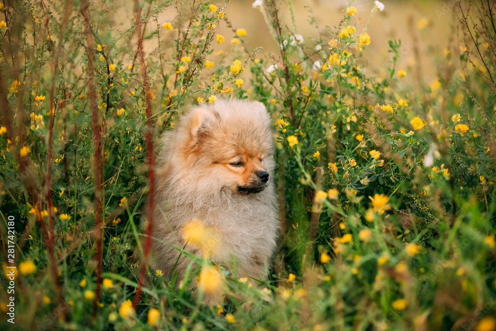 Young Happy White Puppy Pomeranian Spitz Puppy Dog Sitting Outdoor In Grass And Wild Flowers