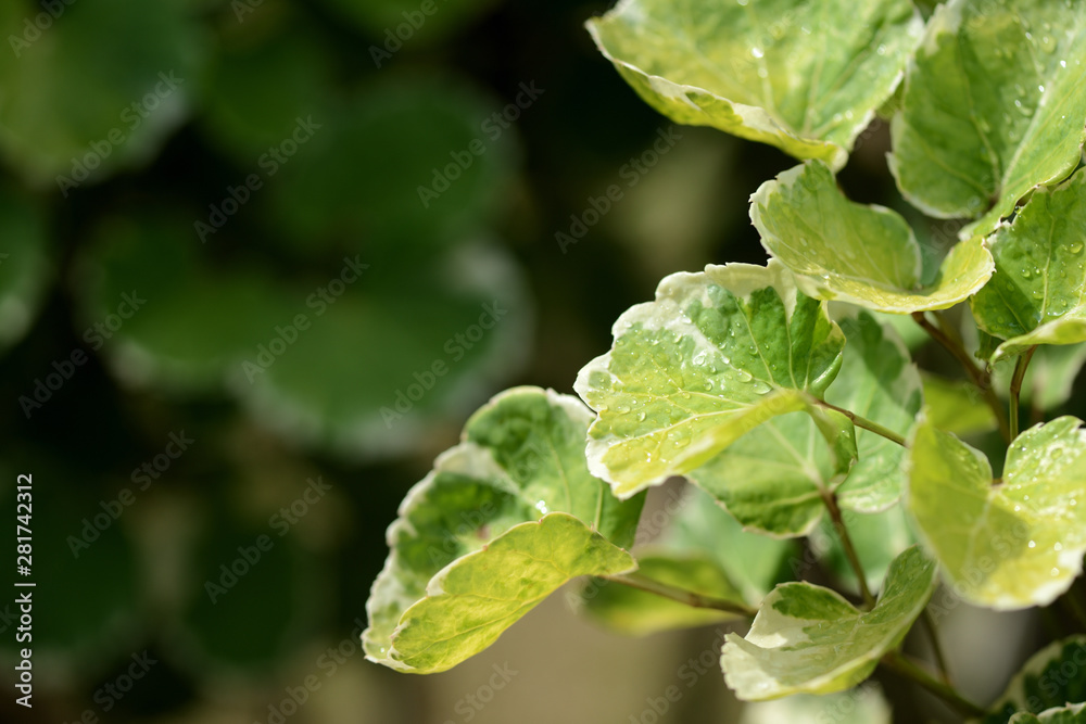 Drops of water on green leaves in a tropical garden after rain Drops of water on green leaves in a tropical garden after rain