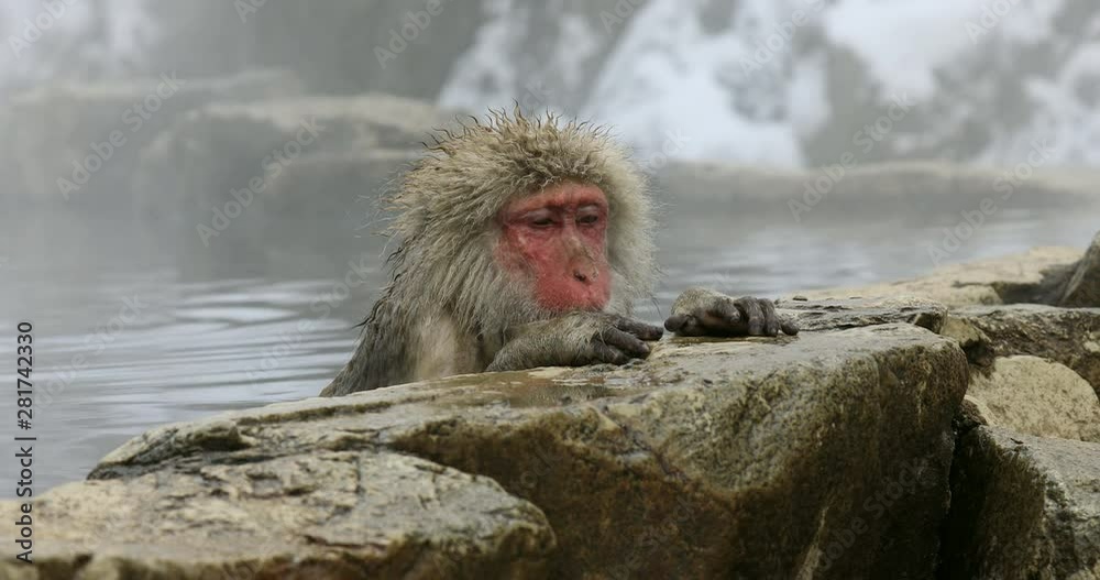 Lockdown shot of Japanese Macaques relaxing in hot spring Lockdown shot of Japanese Macaques relaxing in hot spring