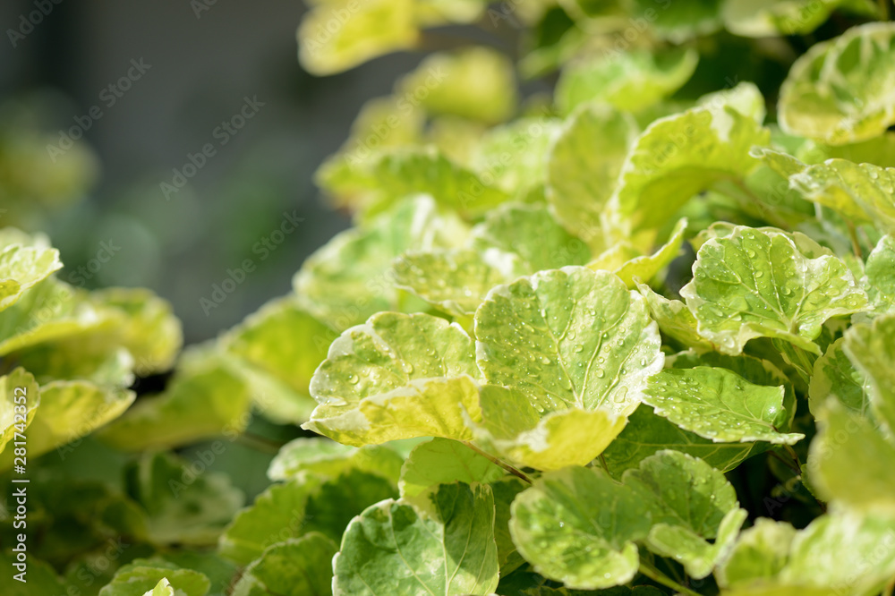 Drops of water on green leaves in a tropical garden after rain Drops of water on green leaves in a tropical garden after rain