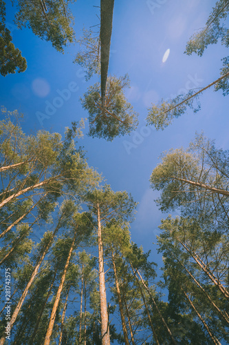 Pine Coniferous Forest Trees Woods To Canopy. Bottom View Wide Angle Background. Greenwood Forest
