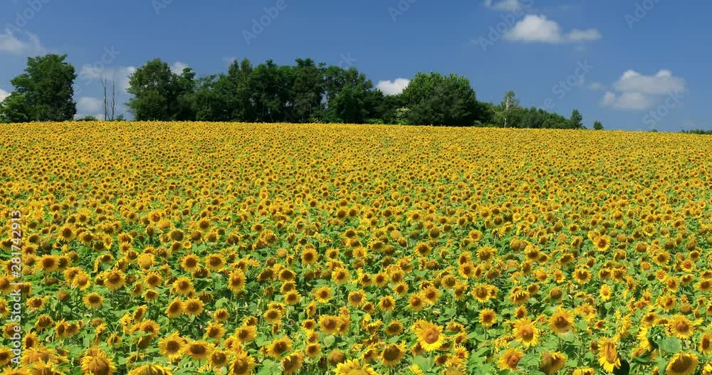 View of sunflower field, Hokuryu, Hokkaido, Japan View of sunflower field, Hokuryu, Hokkaido, Japan
