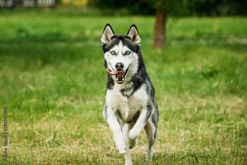 Siberian Husky Dog Funny Running Outdoor In Summer Grass