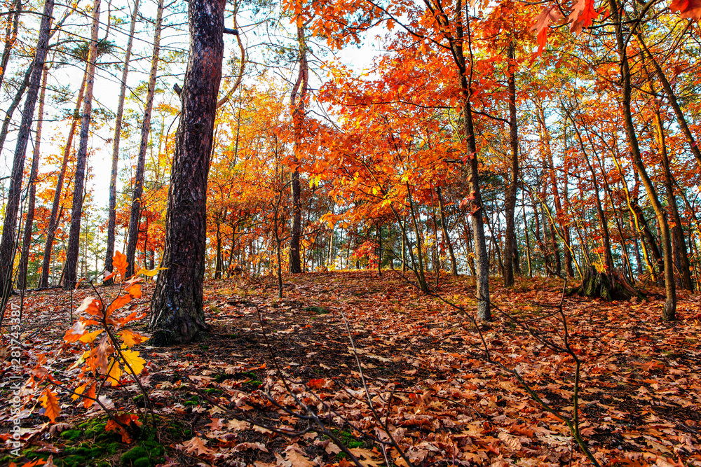 beautiful autumn landscape with falling leaves beautiful autumn landscape with falling leaves