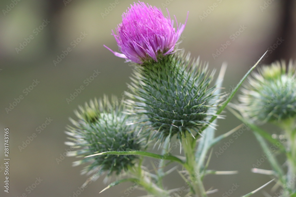 Purple Wild Flower with Blurred Background Purple Wild Flower with Blurred Background