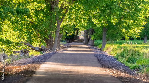Panorama frame Paved road running under a vibrant green canopy of tree leaves on a sunny day