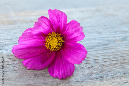 Pink Cosmea Flower Close Up