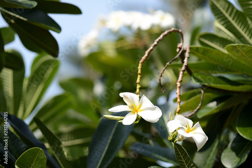 A tree with beautiful white plumeria flowers blooms in a tropical garden