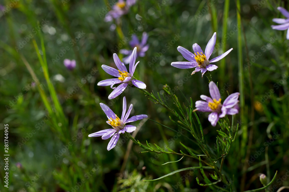 Elegant purple wild aster flowers on a summer sunny day