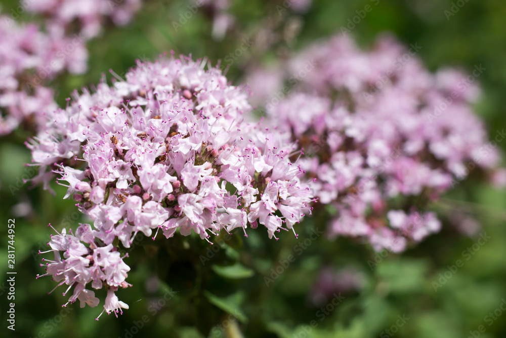Fototapeta premium Bright flowers of oregano (Origanum) on a meadow on a clear sunny day