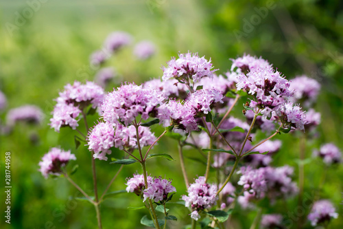 Bright flowers of oregano (Origanum) on a meadow on a clear sunny day