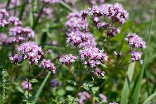 Bright flowers of oregano (Origanum) on a meadow on a clear sunny day