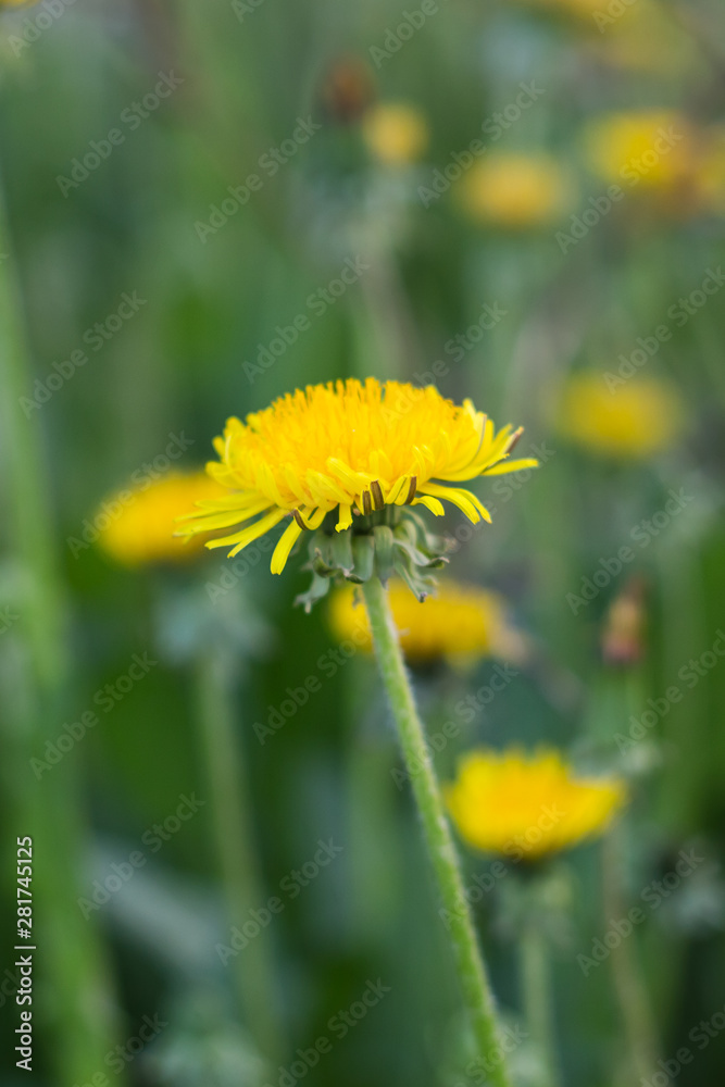 Yellow dandelion with shallow depth of field.