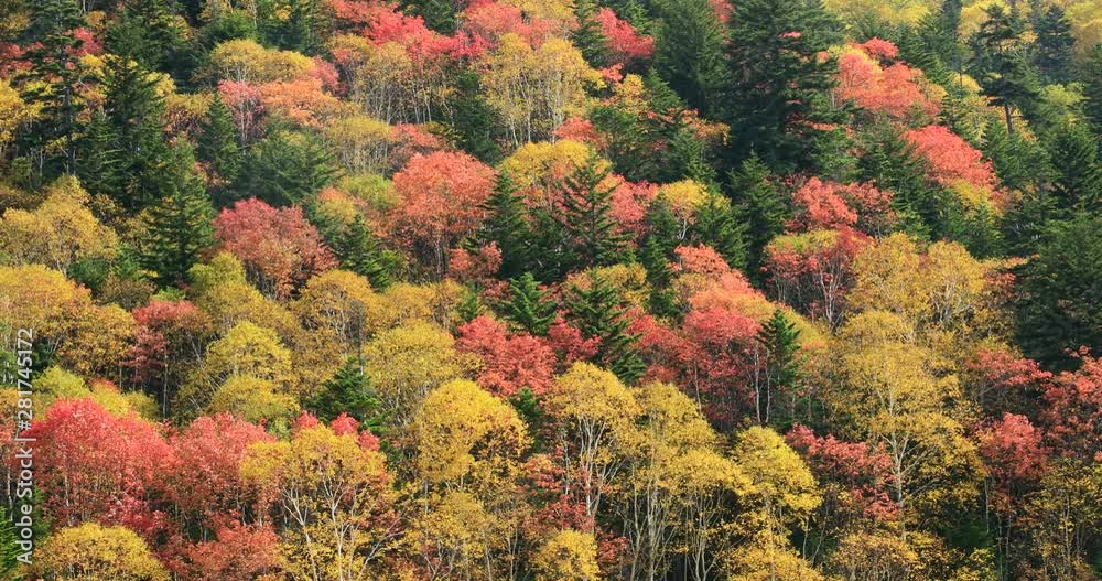 View of autumn forest, Kamishihoro, Hokkaido, Japan View of autumn forest, Kamishihoro, Hokkaido, Japan
