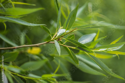 Green branch of a tree with shallow depth of field.