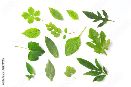 set of  Green leaves Isolated on a white.