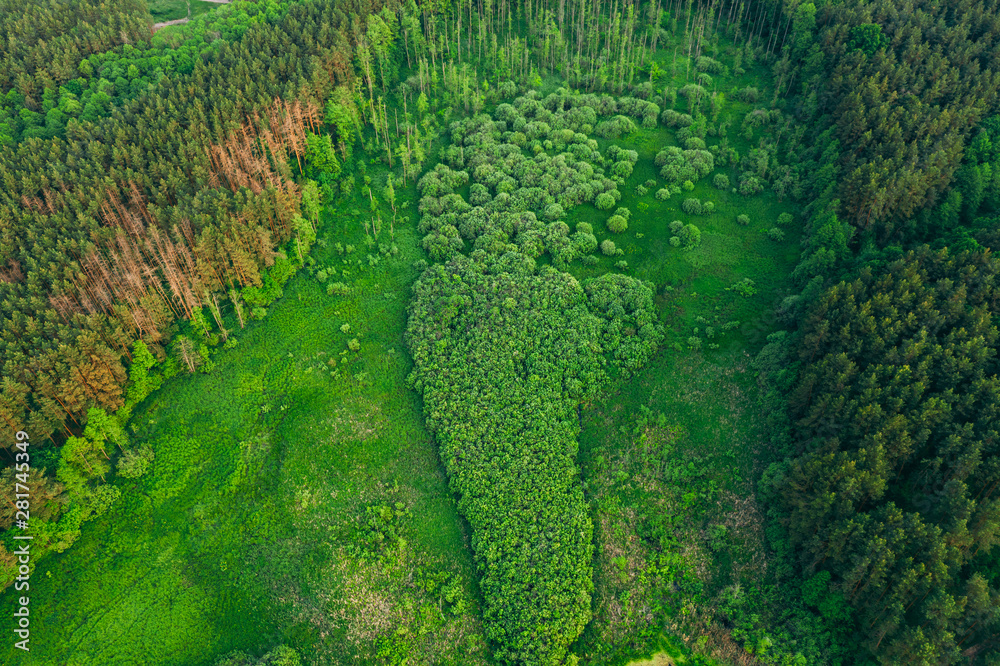 Aerial View Green Forest Woods Landscape In Sunny Spring Evening. Top View Of Beautiful European Nature From High Attitude In Summer Season. Drone View. Bird's Eye View