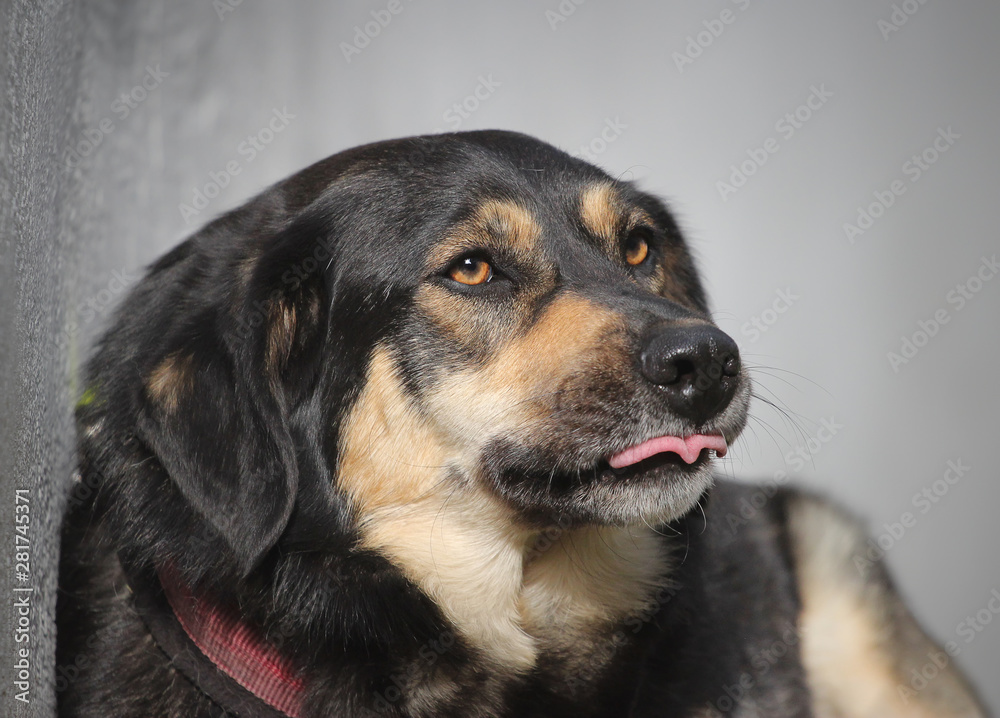 portrait of a dog with stuck out tongue portrait of a dog with stuck out tongue