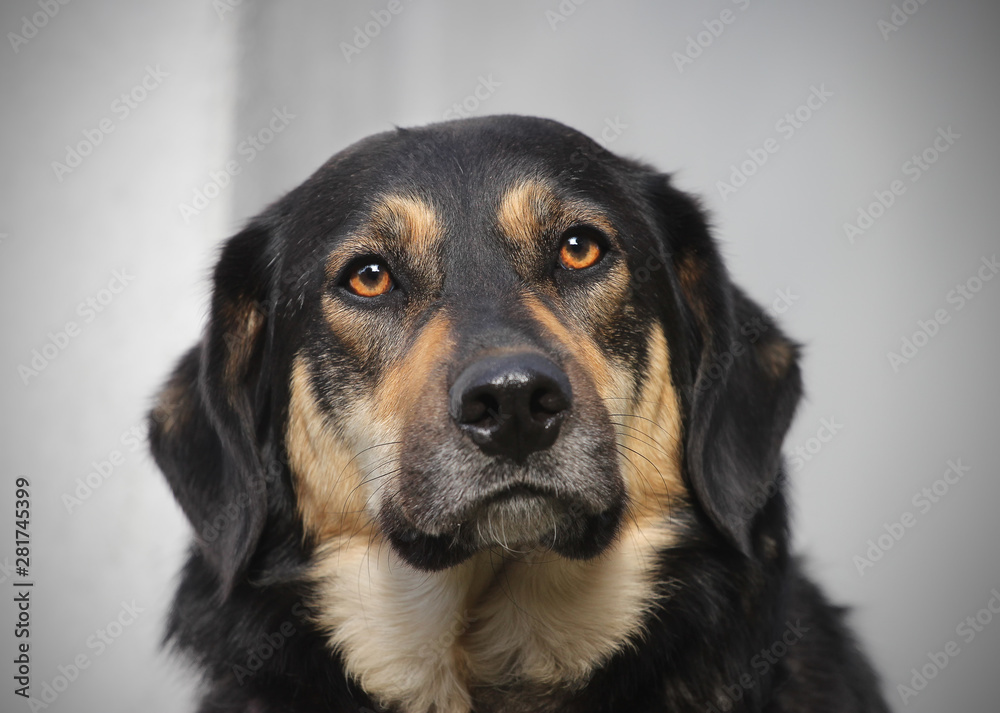 portrait of a dog looking into lens portrait of a dog looking into lens