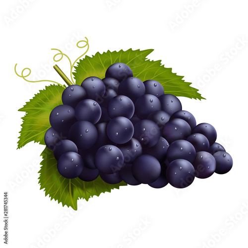 Realistic dark grapes. Vector illustration