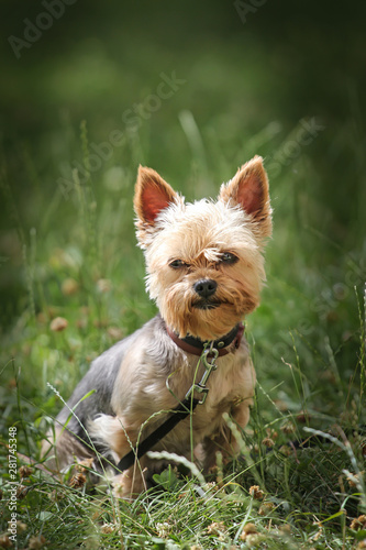 yorkshire terrier on green grass
