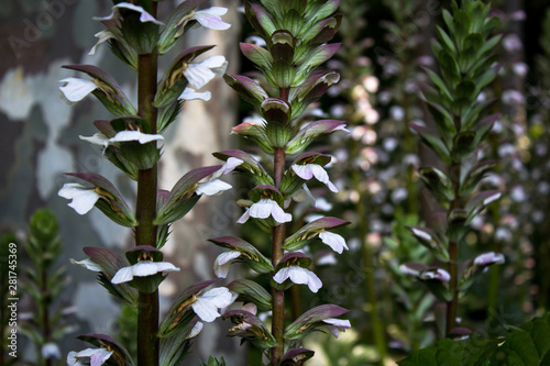 Acanthus mollis, commonly known as bear's breeches, sea dock, bearsfoot or oyster plant. Close up photo