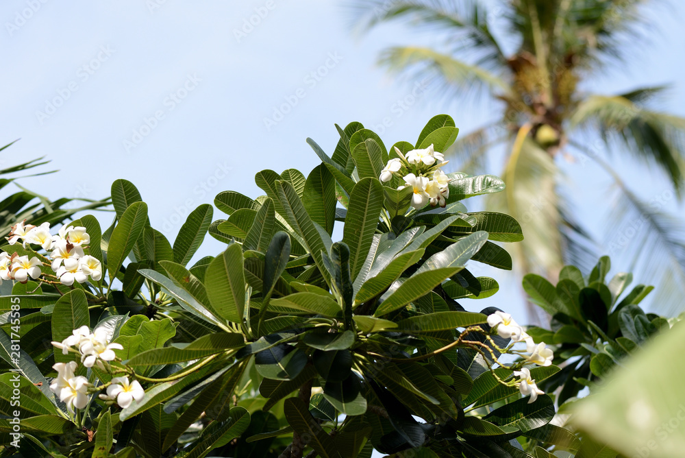 A tree with beautiful white plumeria flowers blooms in a tropical garden