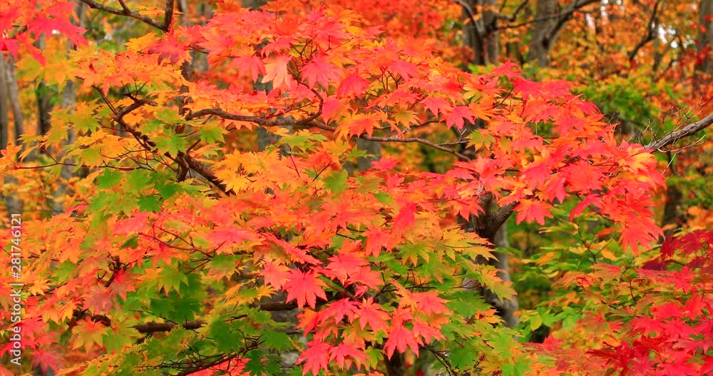 View of tree, Towada, Aomori Prefecture, Japan View of tree, Towada, Aomori Prefecture, Japan