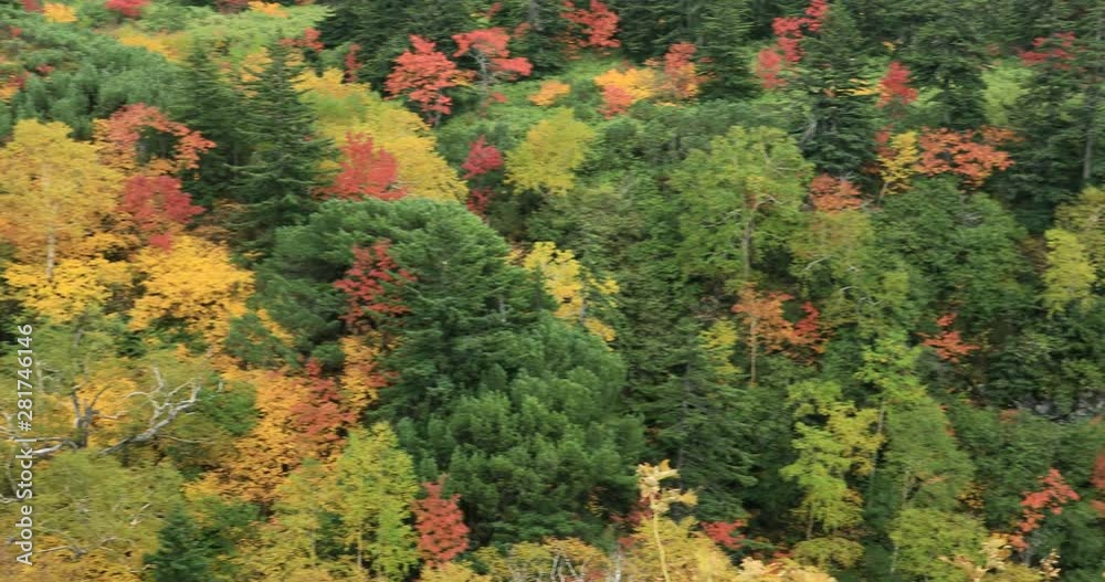 View of autumn forest, Kamifurano, Hokkaido, Japan View of autumn forest, Kamifurano, Hokkaido, Japan