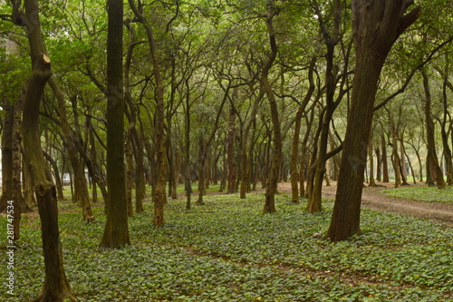 Bosque de Chapultepec (Ciudad de México)-Chapultepec Forest  (Mexico City)