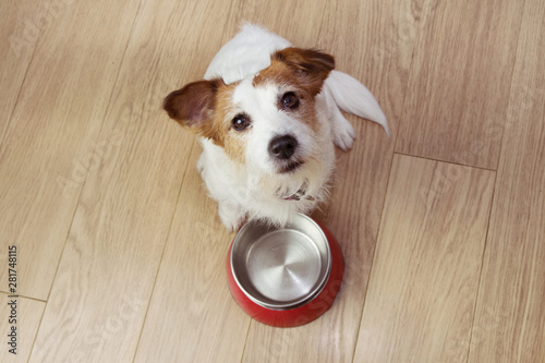 Hungry dog food with a red empty bowl. High angle view.