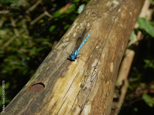 Enallagma cyathigerum Descansado-Resting Enallagma cyathigerum