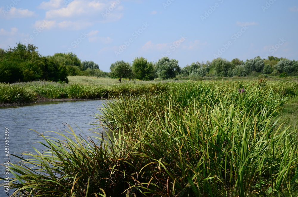 Summer landscape with lake in the field and blue sky.
