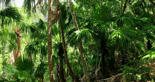 Palm trees, Chichijima Island, Ogasawara Islands, Japan photo