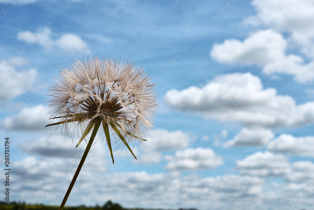 Fototapeta premium plant and blue sky with clouds