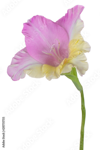 Fototapeta Naklejka Na Ścianę i Meble -  gladiolus flower isolated