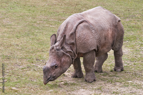 Close up of rhino in a park