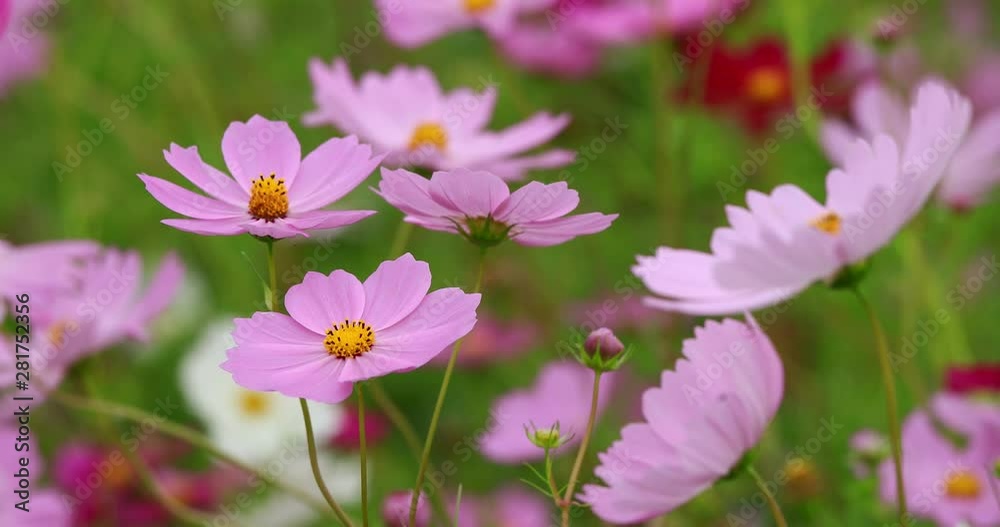 Close up of Cosmos flowers, Iijima, Nagano Prefecture, Japan Close up of Cosmos flowers, Iijima, Nagano Prefecture, Japan